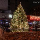 Harlem Tavern Christmas Tree