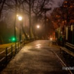 Foggy Central Park